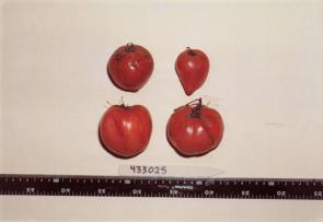 Click for 1 image(s) for this accession. FRUIT